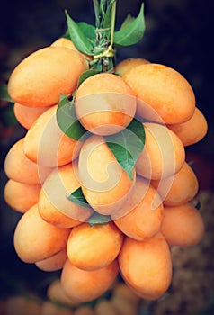 Maprang fruit