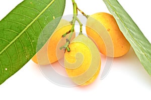 Maprang, Marian plum