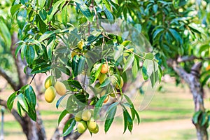 Maprang Marian Plum or Plum Mango