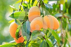 Maprang Marian Plum or Plum Mango