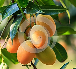 Maprang Marian Plum or Plum Mango