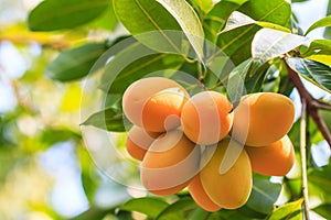 Maprang Marian Plum or Plum Mango