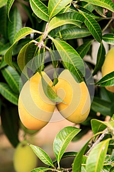 The Maprang or Mayongchid or Marian Plum and Plum Mango on tree