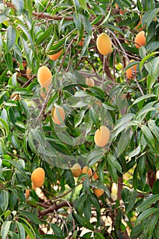 The Maprang or Mayongchid or Marian Plum and Plum Mango on tree