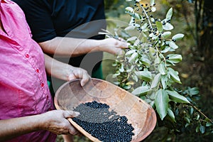 Mapuche people picking superfood maqui berry into wooden tray. Aristotelia chilensis photo