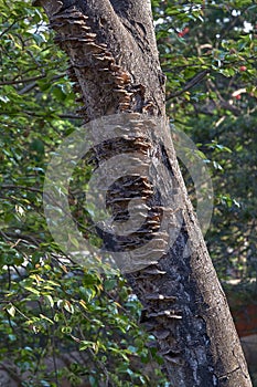 Dade tree bracket fungus Siddharth Nagar Kolshewadi Kalyan East photo