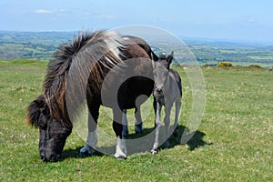 Mar and foal grazing in green field