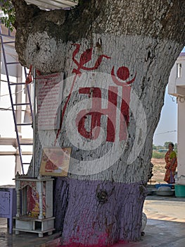 Hough neem tree trunk at Hinglaj Mata Temple at Hinglaj village idar himmatnagar road Sabarkantha Gujarat