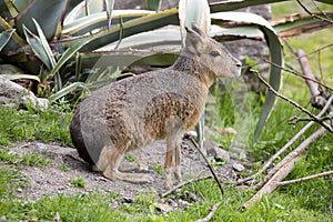 Mara, Dolichotis patagonum is small herbivore