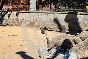 Mara Dolichotis patagonum in zoo Barcelona