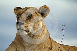 Mara Lion