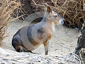 Mara in nature