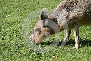 Mara Patagonian Hare.