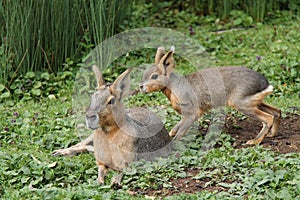 Mara Patagonian Hares.