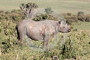 Mara Rhino photo