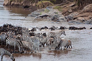 Mara River Crossing