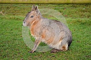 Mara rodent gnawer animal zoo wild life pet rabbit photo