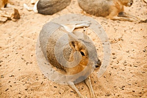 Mara, rodent from South America in farm zoo in Latvia