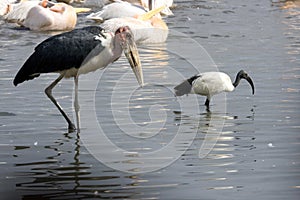 Marabou and black-headed ibis at lake Nakuru