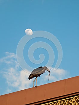 Marabou with a branch walking on the roof