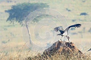 Marabou. Leptoptilos crumeniferus photo