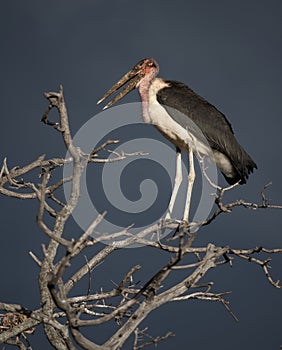 Marabou perched on tree in Serengeti, Tanzania