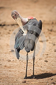 Marabou Stork