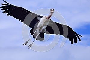 Marabou stork