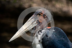 Marabou Stork