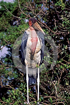 Marabou Stork  13138