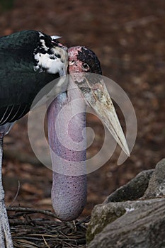 Marabou stork