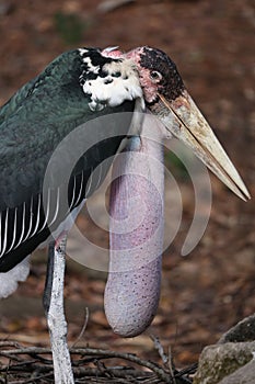 Marabou stork