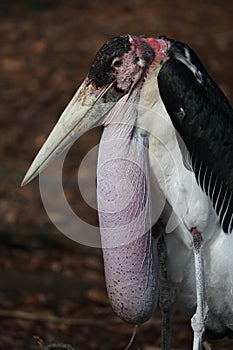 Marabou stork