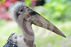 Marabou Stork