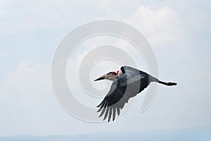 Marabou stork