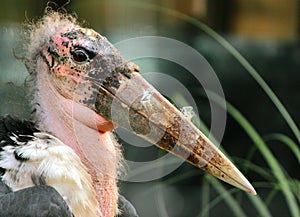 Marabou Stork