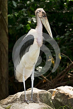 Marabou Stork