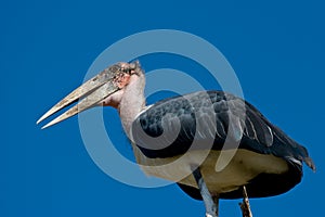Marabou Stork
