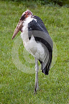 Marabou Stork