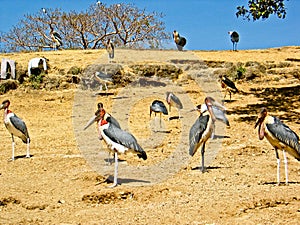 Marabou Stork