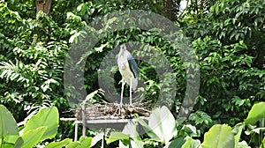 Marabou Stork