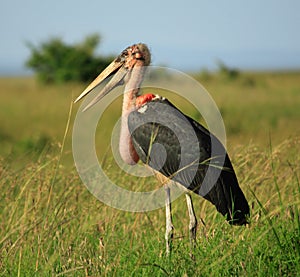 Marabou stork