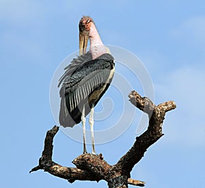 Marabou Stork