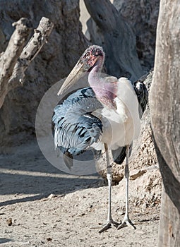 Marabou Stork