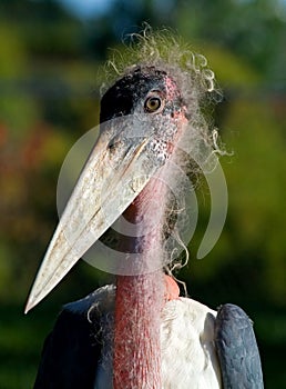 Marabou Stork