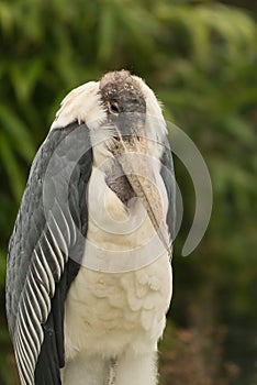 Marabou Stork