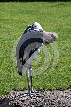 Marabou Stork