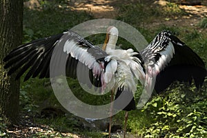 Marabou Stork