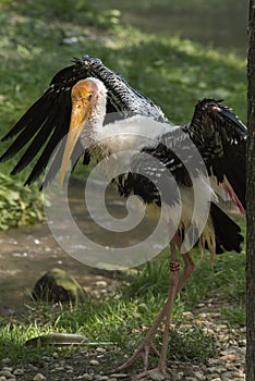 Marabou Stork