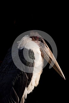 Marabou Stork